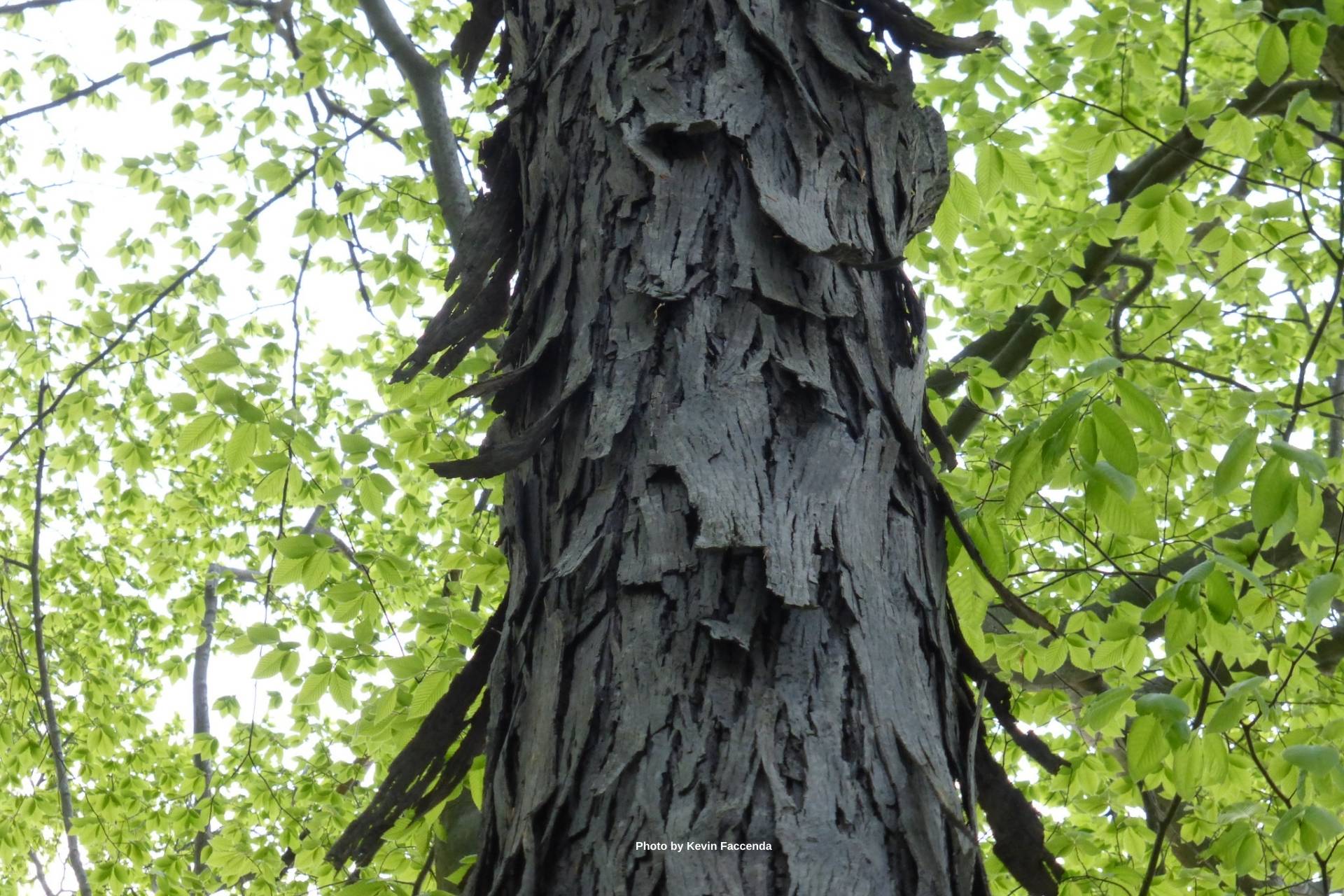 【ジョアン　アイザック】Shagbark Hickory ジョアン アイザック】Shagbark Hickory （Shagbark Hickory